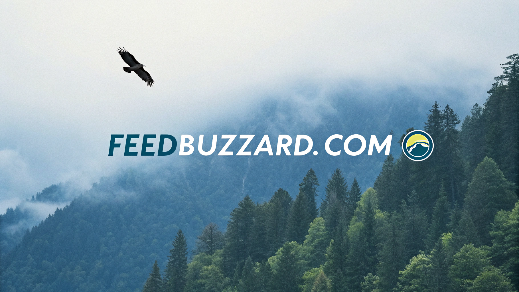 feedbuzzard com – Guide